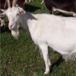 chevre
