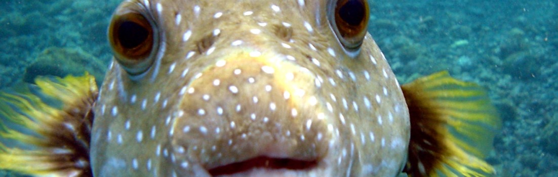 Puffer_Fish_DSC01257