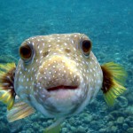 Puffer_Fish_DSC01257